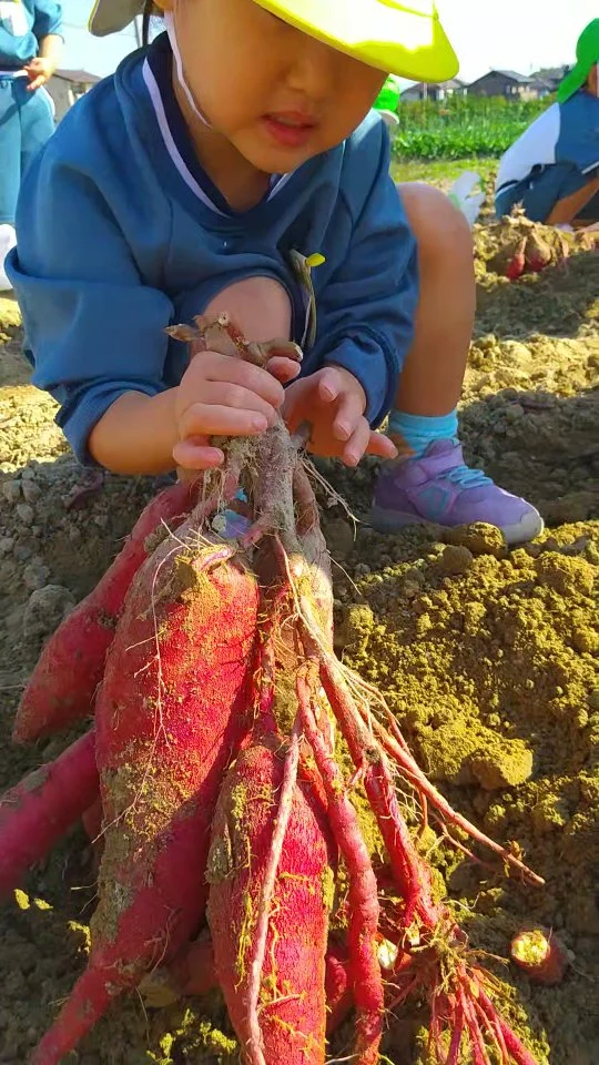 お芋掘りに行ったよ！

#平手幼稚園 
#名古屋市緑区 
#こども園 
#子育て支援 
#お芋掘り